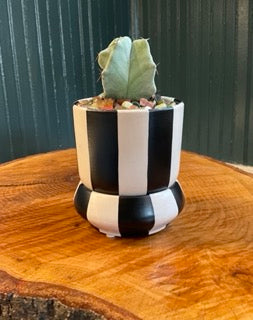 Bold Stripes- black and white with tray